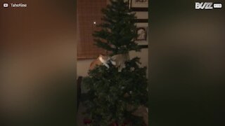 Ces chats s'éclatent avec un sapin de Noël