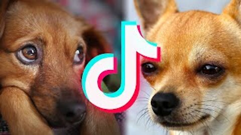 See what the cutest dogs in the world are doing at tik tok