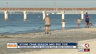 Stone Crab season and red tide