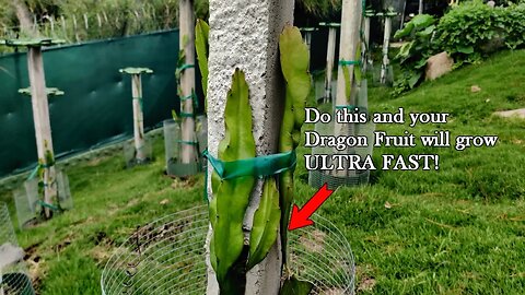 How to train your Dragon | Growing Dragon Fruit at Home