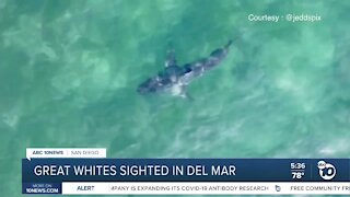 Del Mar man captures glimpse of 5 young great whites