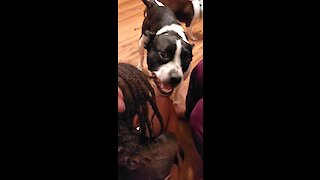 Pup can't stop chewing on little girl's braids