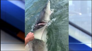 Shark freed from tight rope
