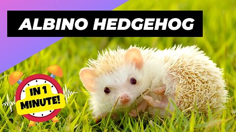 Albino Hedgehog - In 1 Minute! 🦔 One Albino Animal You Have Never Seen | 1 Minute Animals