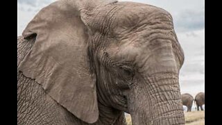 Elefante salvato dopo 40 anni di vita in cattività