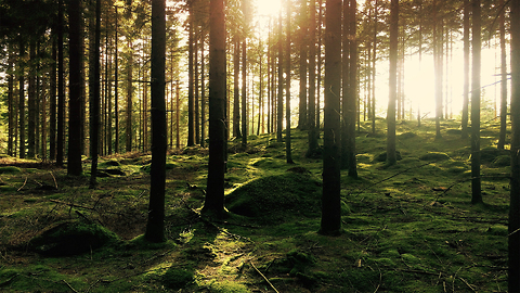 Biologists Believe Trees Speak A Language We Can Learn