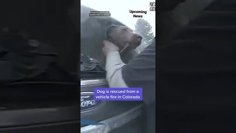 Bodycam footage shows #police rescuing a distressed #dog from #shorts #Colorado . #yahoonews #news