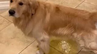 Dog is so afraid of heavy rain that he pees at home