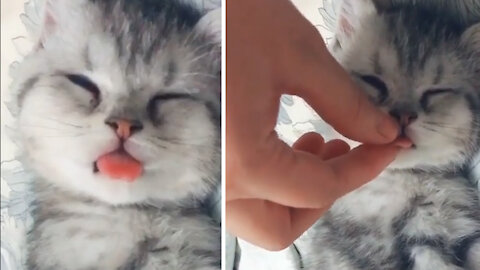 cute cat sleeping with toung out.