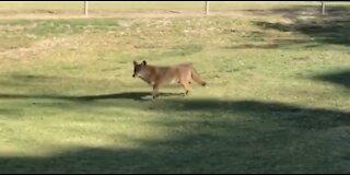 Pit bull attacked by coyote at Chula Vista baseball fields