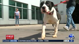 Pueblo working on a plan to keep animal services running