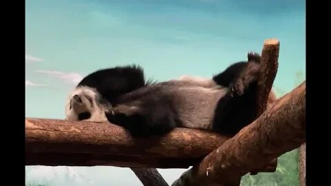 Dindin, o panda do Zoológico de Moscou, parece animado, mas apenas para mais um descanso