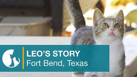 Leo's Story - Fort Bend, Texas - A Community Cat