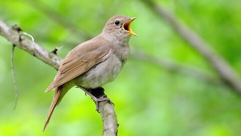 Nightingale bird's voice is legendary, bird song, bird call