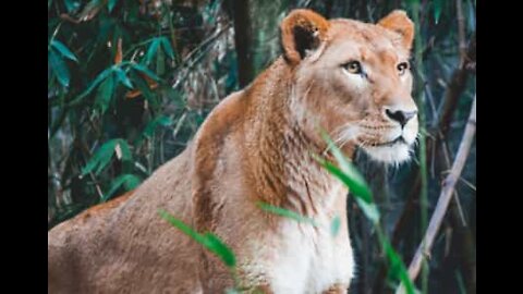 Leonessa a spasso con i suoi cuccioli di notte in una trafficata strada indiana