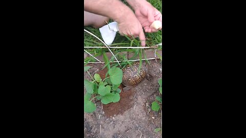 I saw a Turtle 🐢 digging in my Garden to lay eggs 🥚.