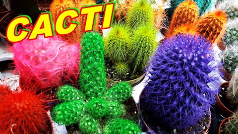 HOW LOOK AMAZING COLORED CACTI IN ROMANIA