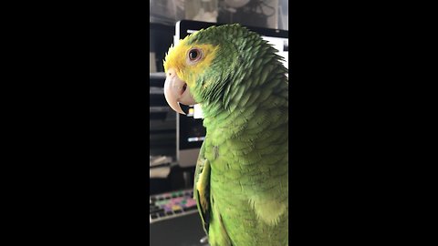 Persistent Talking Parrot Repeatedly Asks For Ice Cream