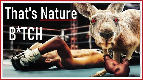 Animals Boxing! (KO's)