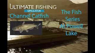 Ultimate Fishing Simulator: The Fish - Powell Lake - Channel Catfish - [00011]