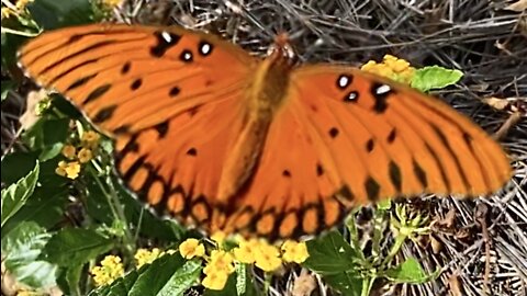 Gulf Fritillary butterfly