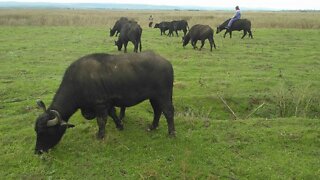 Buffaloes eating grass