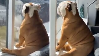 Bulldog Pup Falls Asleep Looking Out The Window