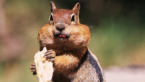 cute Chipmunk eating | rumble video