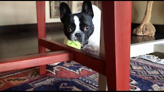 Puppy Playing “Catch Me If You Can”