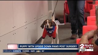 Puppy with upside down paws thriving six months after surgery