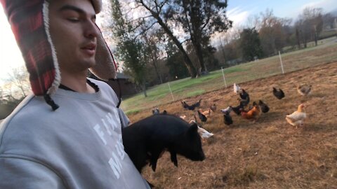 Trying to catch Piglets