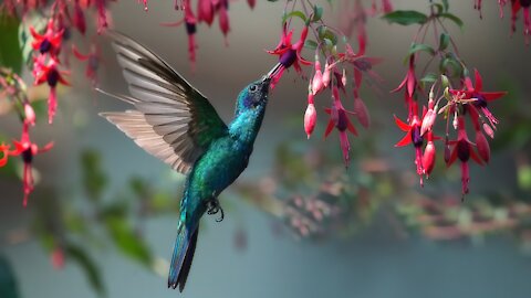 Humming Bird: that changes it's colors