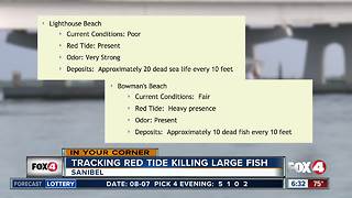 Cleanup efforts help to clear Sanibel beaches of fish kills