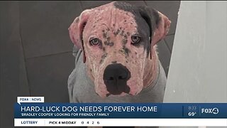 Local rescue now caring for neglected dog named "Bradley Cooper"