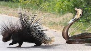 Porcupine Too Danger! Lion, Leopard and Python Risked Their Lives When Hunting Porcupine Wildlife