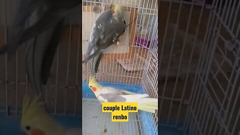 couple Latino renbo