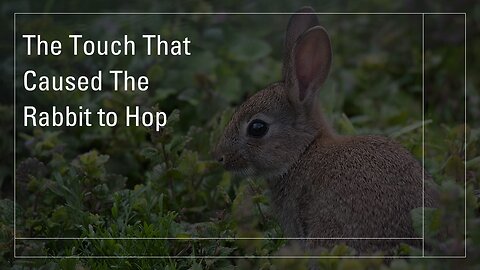 The Touch That Caused The Rabbit To Hop