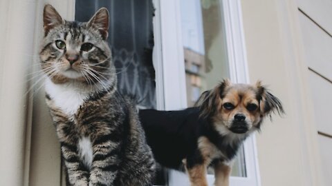 CATS VS DOGS""" WHO ARE BETTER?"""