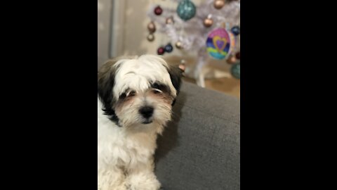 Mac first day in puppy school Lhasa Apso x