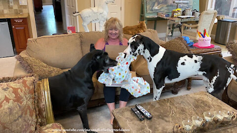 Cat Watches Great Danes Open Their Happy Birthday Gift Box