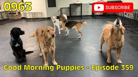 [0963] GOOD MORNING PUPPIES - EPISODE 359 [#dogs #doggos #doggos #puppies #dogdaycare]