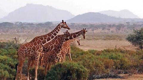 African wildlife- Our Planet - Survive the Wild- Ultimate African Wildlife -Relaxing Nature
