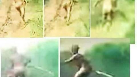 3 Ft Tall Mysterious Being (Humanoid Ape Creature) Spotted By Motorcyclists In Sumatra