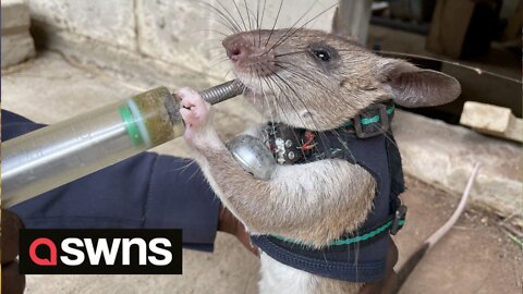 Rats trained to rescue survivors in earthquake debris