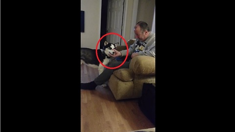 Husky hilariously turns himself into squeaker toy