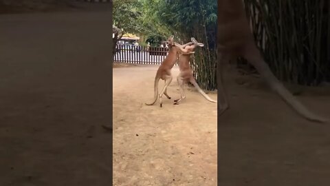 kangaroo fight||Animal fight||#Gigox #animal #shorts #biganimals||kangaroo fighting||roblox kangaroo
