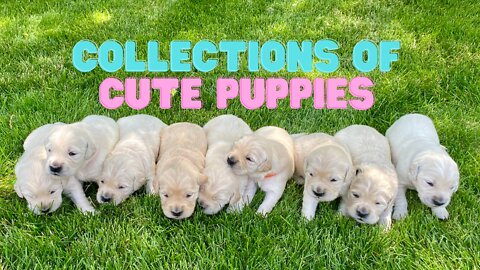 COLLECTIONS OF CUTE PUPPIES