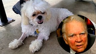 The Andy Rooney Shih Tzu