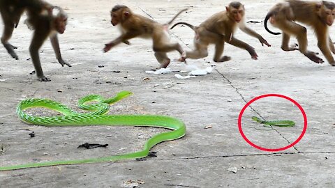 funny reaction when attack between snake and monkey like a funny