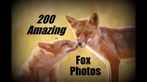 200 Amazingly Beautiful & Inspiring Wild #Fox Photos 20 minutes Slideshow - Deep & Sax House Music